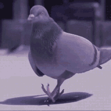 Pigeons are a lie