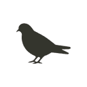 Click to hunt pigeons!